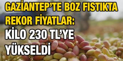 Gaziantep’te Boz Fıstıkta Rekor Fiyatlar: Kilo 230 TL’ye Yükseldi