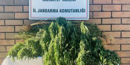 Gaziantep’te Jandarmadan Uyuşturucu Operasyonu: Kenevir Tarlasına Baskın, 1 Tutuklama