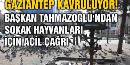 Gaziantep Kavruluyor! Başkan Tahmazoğlu'ndan Sokak Hayvanları İçin Acil Çağrı