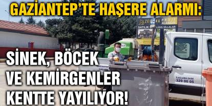 Gaziantep’te Haşere Alarmı: Sinek, Böcek ve Kemirgenler Kentte Yayılıyor!