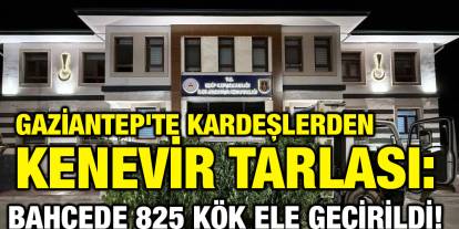 Gaziantep'te Kardeşlerden Kenevir Tarlası: Bahçede 825 Kök Ele Geçirildi!