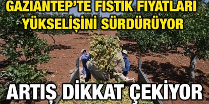 Gaziantep’te Fıstık Fiyatları Nereye Gidiyor? (09 Ağustos 2025)
