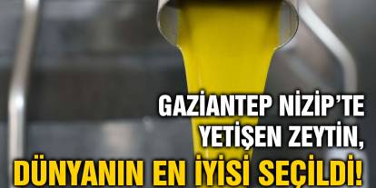 Gaziantep Nizip’te Yetişen Zeytin, Dünyanın En İyisi Seçildi!
