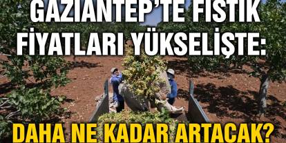 Gaziantep’te Fıstık Fiyatları Yükselişte: Daha Ne Kadar Artacak?