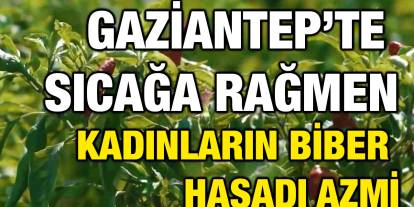 Gaziantep'te 40 Derecede En Acı Hasad Başladı