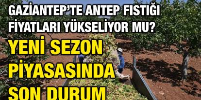 Gaziantep’te Antep Fıstığı Fiyatları Yükseliyor Mu? Yeni Sezon Piyasasında Son Durum