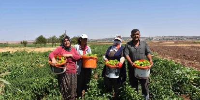 Gaziantep’te domates, patlıcan ve biber hasadı başladı