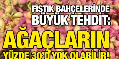 Fıstık Bahçelerinde Büyük Tehdit: Ağaçların Yüzde 30’u Yok Olabilir!