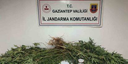 Gaziantep’te 5 kilo esrar ile 178 kök kenevir ele geçirildi: 4 gözaltı