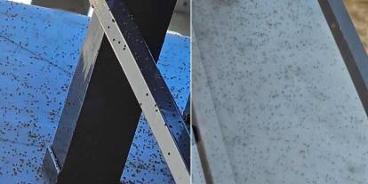 Gaziantep’te Üvez Kabusu: Üvez Kabusu BİTMİYOR BÜYÜYOR!