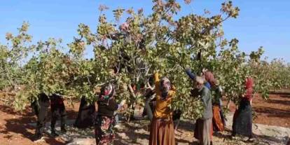 Gaziantep’te Fıstık Krizi Derinleşiyor! Kilo Fiyatı 1000 TL’yi Geçti