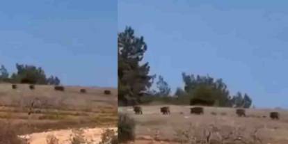 Gaziantep’te Şoke Eden Görüntü! Domuz Sürüsü Yerleşim Alanına İndi