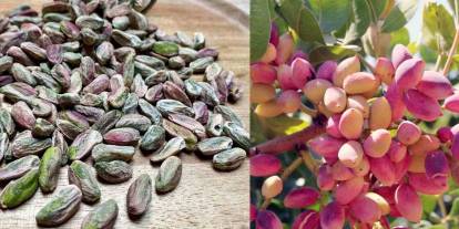 Gaziantep’te Fıstık Krizi Büyüyor: İran İthalatı Piyasayı Karıştırdı!