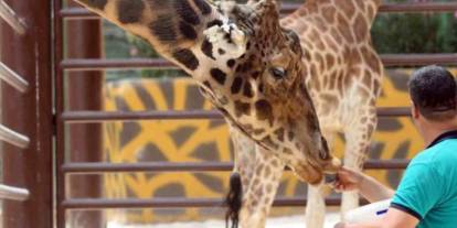 Gaziantep’in Sembolü Zürafa Şakir’den Acı Haber