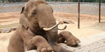 Gabi Yaşıyor Mu? Yanıt Fatma Şahin'den