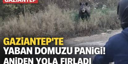 Gaziantep’te Yaban Domuzu Paniği! Aniden Yola Fırladı