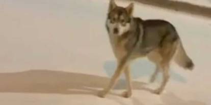 Gaziantep'te Aç Kalan Kurtlar Yerleşim Yerine İndi