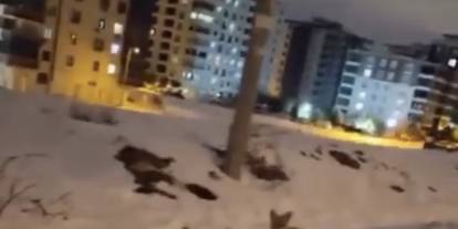 Gaziantep’te şaşırtan görüntü: Tilkiler açlıktan şehir merkezine indi
