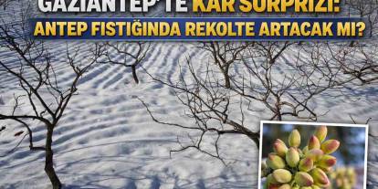 Gaziantep’te Yağan Kar Antep Fıstığını Kurtaracak mı?