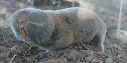Gaziantep'te yeni fare türü keşfedildi