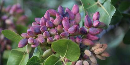 Antep Fıstığında Büyük Gerçek!