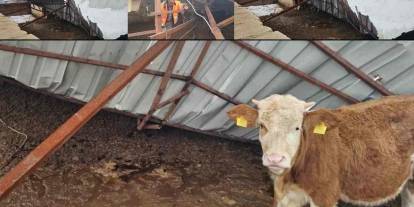 Gaziantep’te Kar Felaketi: Ahırın Çatısı Çöktü, Hayvanlar Son Anda Kurtarıldı