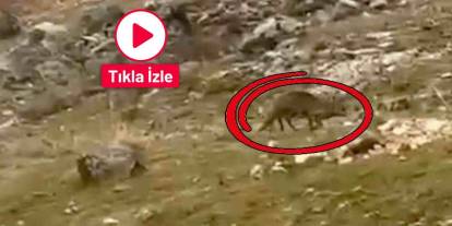 Gaziantep'te Aç Kalan Tilki Site Bahçesine Kadar İndi!
