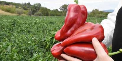 Gaziantep'in ‘Kırmızı Altını’ Sınırları Aştı! Hedef 15 Milyon Dolar