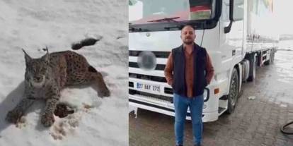 Yaralı vaşağı gören Gaziantepli tır şoförü ‘İnsanlık ölmemiş’ dedirtti