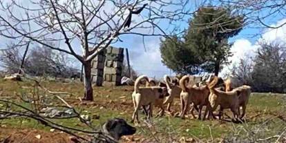 Gaziantep’te O Mahalleye Giren Kaçıyor! Sokakta Dehşet Anları