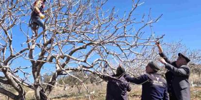 Antep fıstığında bakım ve budama zamanı