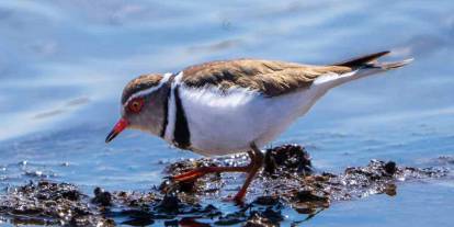 Afrika’dan Gaziantep’e Misafir Var!