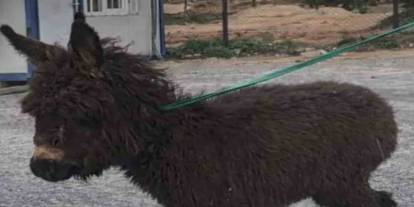 Gaziantep'te Gıda Zehirlenmeleri Yaşanırken! Annesi Kayıp Sıpa Ortaya Çıktı