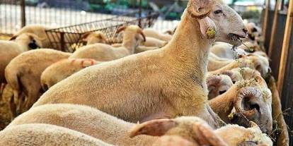 Gaziantep’te Kurbanlık Fiyatları Şimdiden Cep Yakıyor