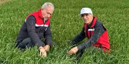 Araban Ovası’nda etkili olan yağışların buğday ve arpa ekili alanlara zararı incelendi