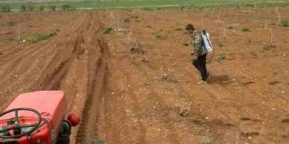 Antep fıstığı tarlalarında yabancı otlarla ilaçlı mücadele