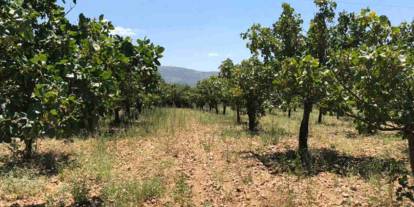 Gaziantep'te Kar ve yağmur bereketi: Antep fıstığında kuraklık endişesi geçti
