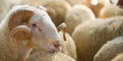 Gaziantep Kurban Pazarı Karıştı: Küçükbaş ve Büyükbaşta Şok Fiyatlar!