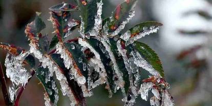 Gaziantep'te Zirai Don Alarmı