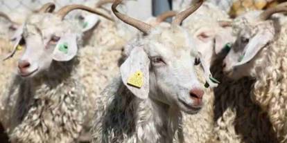 Gaziantep'te hayvancılığa dev destek! 2 Yıl Ödeme Yok!