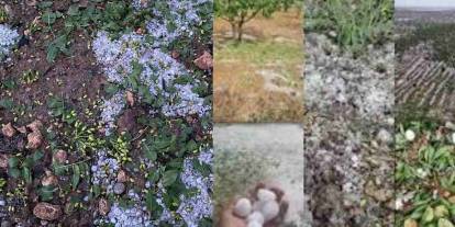 Gaziantep’in "Yeşil Altını Fıstığa" Dolu Darbesi: Barak Ovası Kan Ağlıyor!