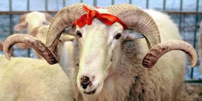 Gaziantep’te Kurban Pazarı Alevlendi: Fiyatlar Daha Bayram Gelmeden Uçuşa Geçti