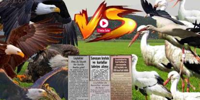 Türkiye'de Leylekler ve Kartallar Savaştı: New York Times'a Manşet Olan Türkiye'deki Kuş Savaşı!