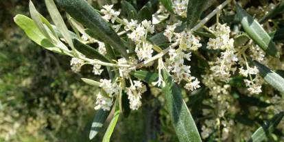 Gaziantep’te kartpostallık görüntüler: Zeytin ve çiçeğin eşsiz uyumu.