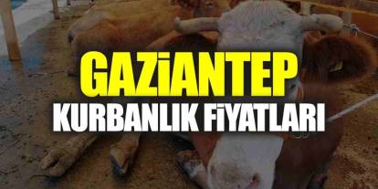 Gaziantep'te Kurbanlık Mesaisi Başladı: Cep Yakan Fiyatlar...