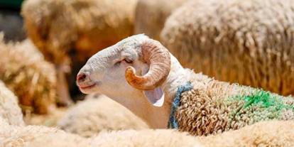 Gaziantep’te Kurban Pazarı Hareketlendi! Diyanet yurt içi ve yurt dışı kurbanlık hisse fiyatları 2026 belli oldu mu?