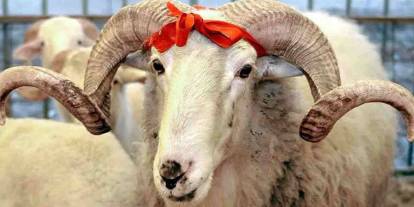 Gaziantep'te Kurban Nerede Kesilecek? İşte İlçe İlçe Tam Liste!