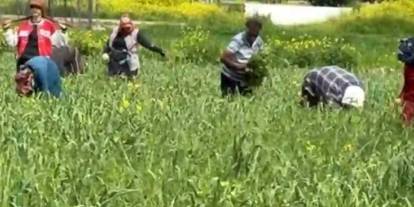 AB tescilli araban sarımsağında yabancı ot temizliği sürüyor