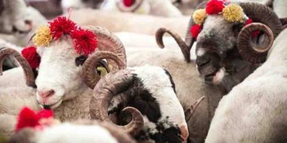 Gaziantep'te Kurbanlık Fiyatları El Yakıyor: Hisse Girmek Bile Lüks Mü Olacak?