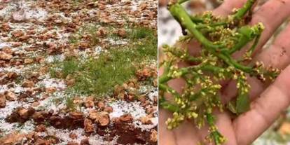 Gaziantep’te Dolu Kabusu: Fıstık Bahçeleri Büyük Zarar Gördü